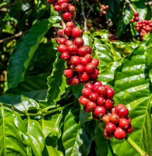Cà phê Robusta tăng mạnh khi thị trường lo ngại thiếu hụt nguồn cung