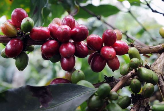Giá cà phê đang trong xu hướng giảm trên cả hai sàn giao dịch thế giới