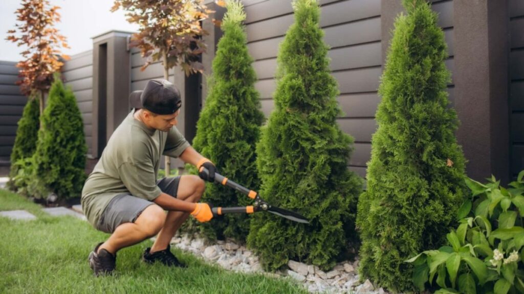 Tree Care