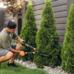 Tree Care Strategies for Safe, Healthy Yards Year-Round