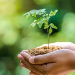 How Modern Tree Care Practices Help Support Urban Ecosystems