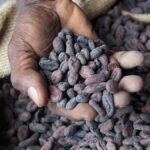 Exploring the Nutritional Wonders of Mannacote